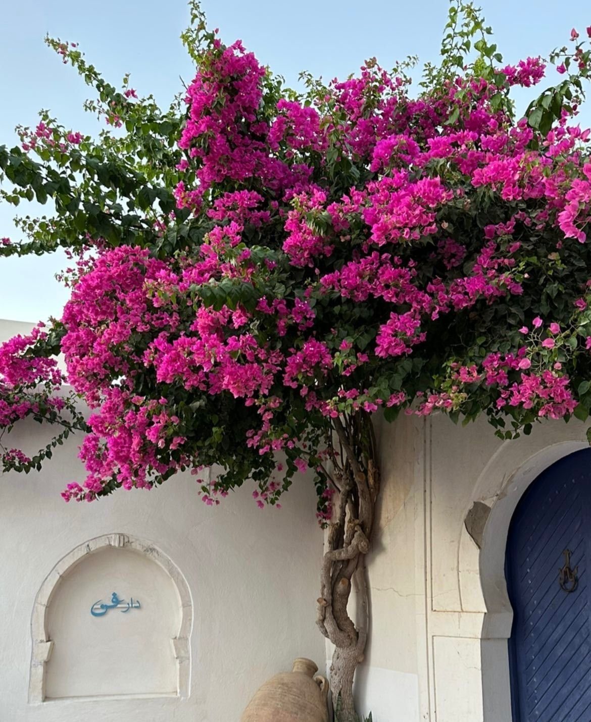النباتات الخارجية